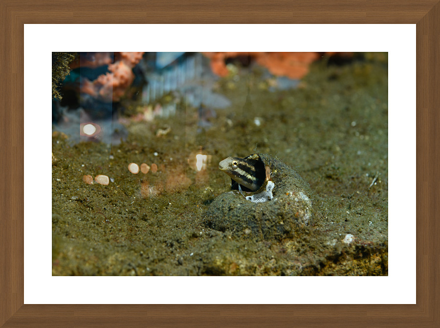 Philipines 268 Picture Frame print