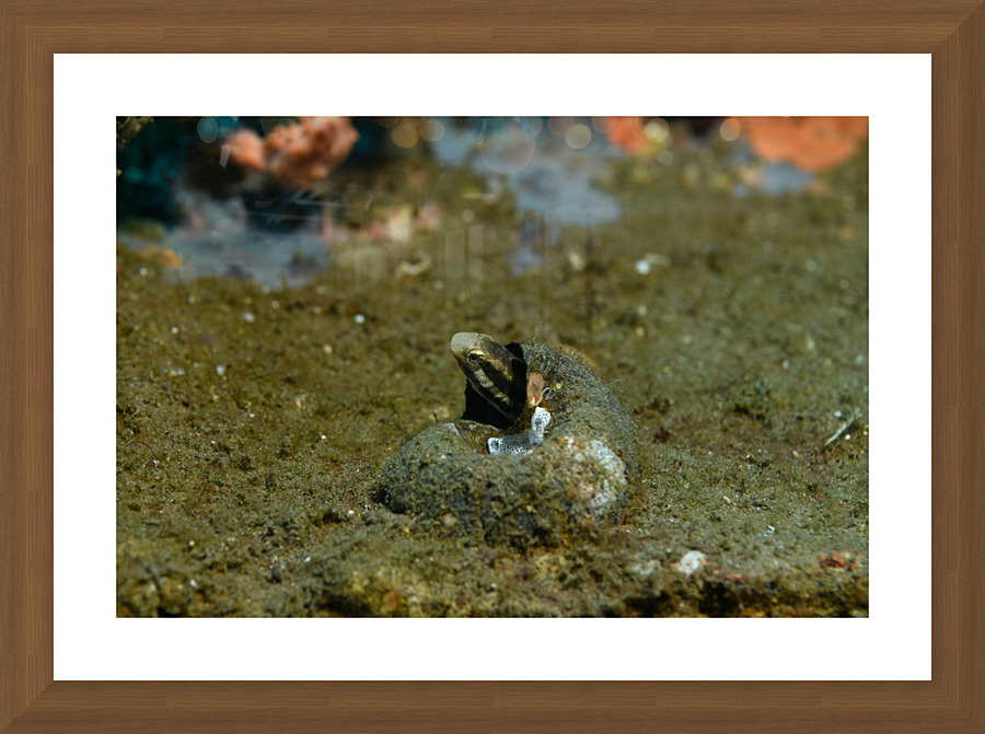 Philipines 267 Picture Frame print