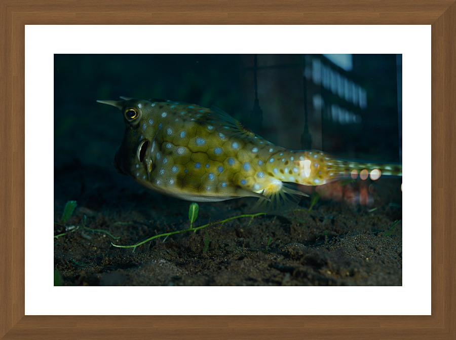 Philipines 297 Picture Frame print
