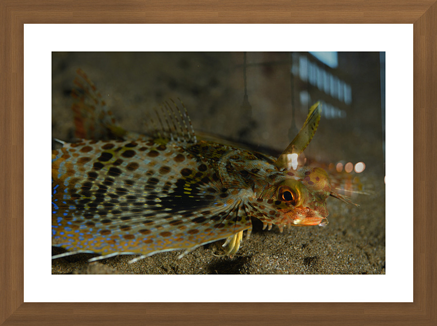 Philipines 325 Picture Frame print