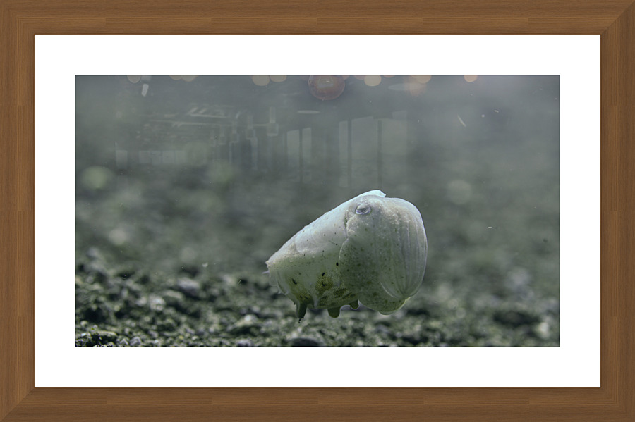 Philipines 347 Picture Frame print