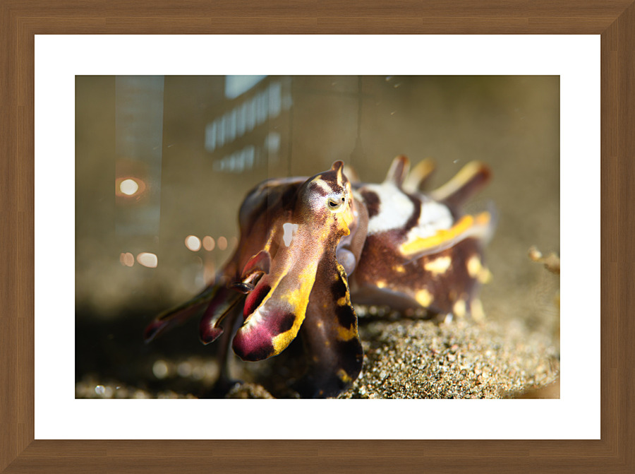 Philipines 306 Picture Frame print