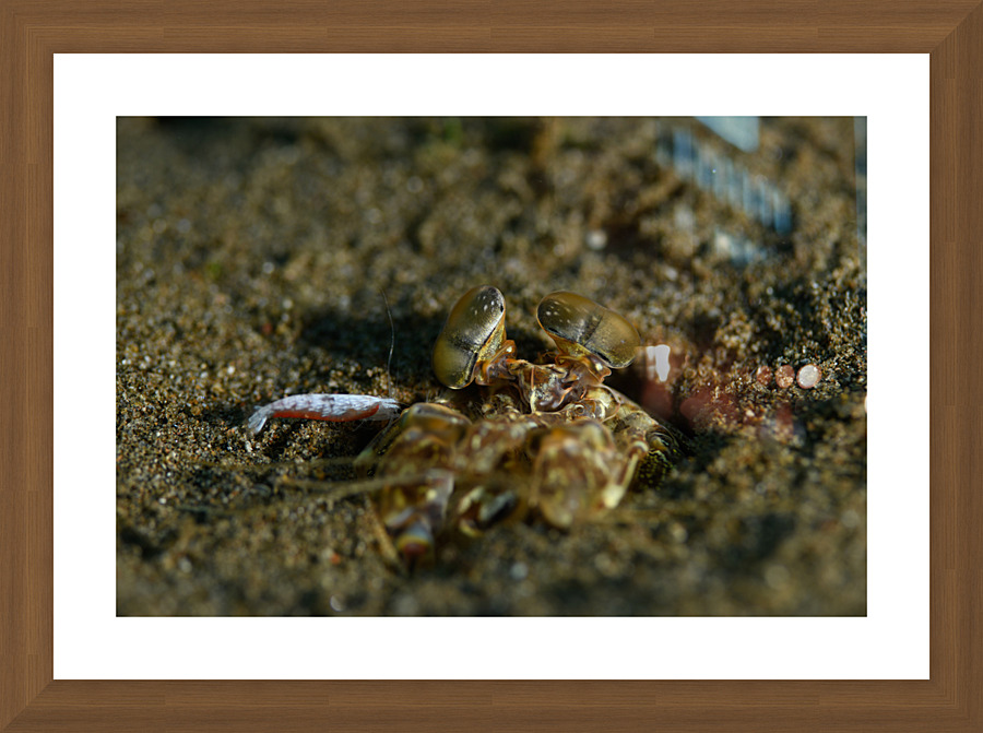 Philipines 293 Picture Frame print