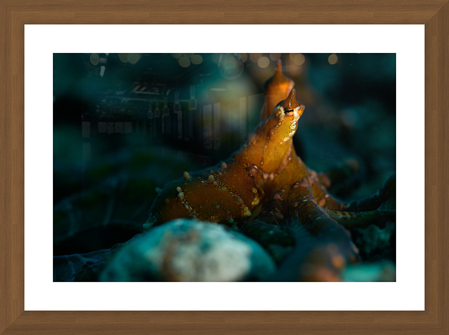 Philipines 354 Picture Frame print