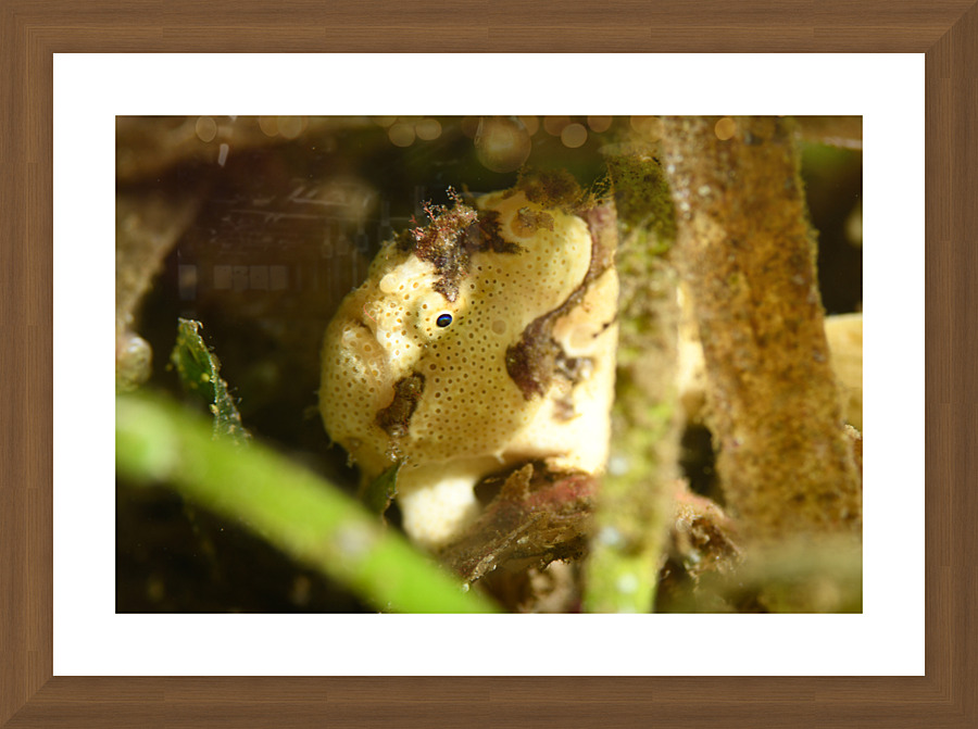 Philipines 333 Picture Frame print