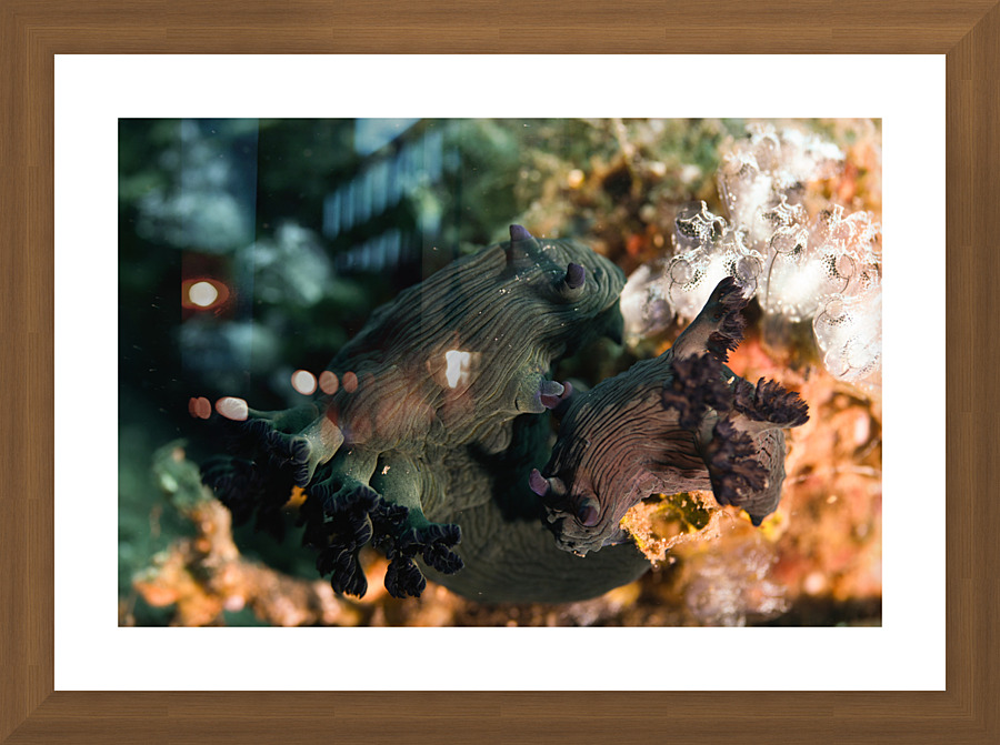 Philipines 336 Picture Frame print