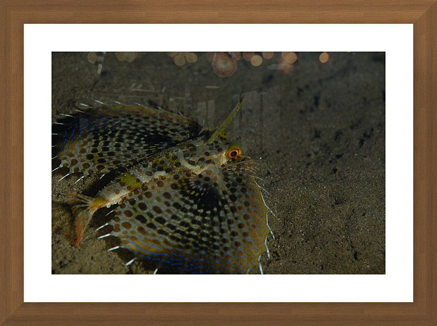 Philipines 327 Picture Frame print