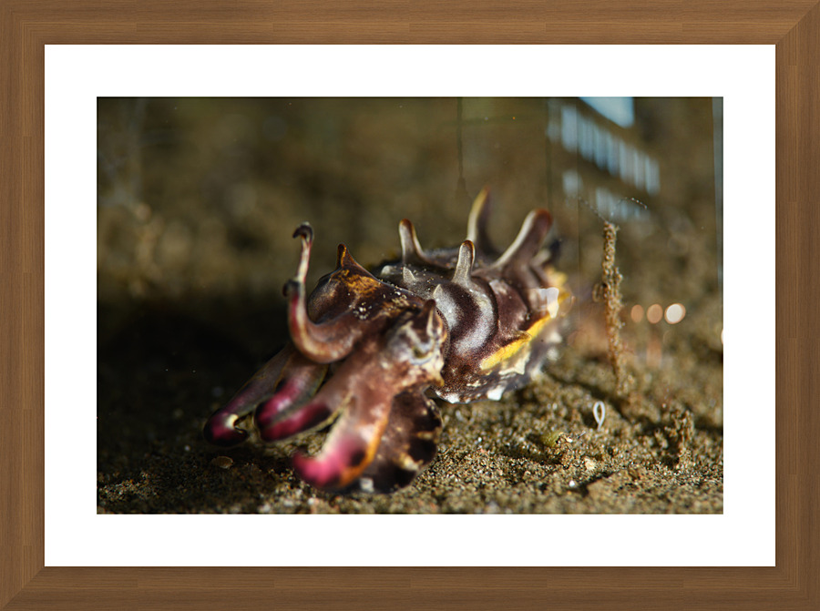 Philipines 308 Picture Frame print