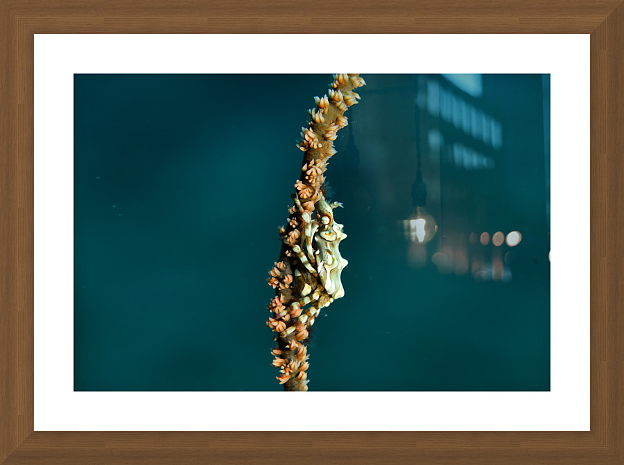 Philipines 337 Picture Frame print