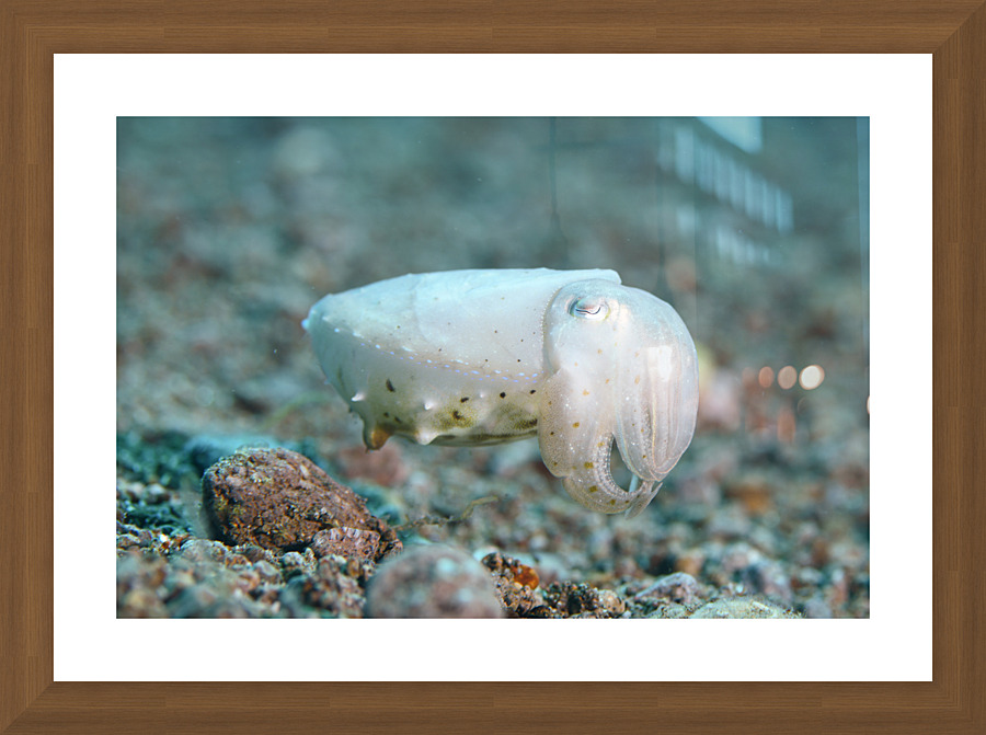 Philipines 346 Picture Frame print