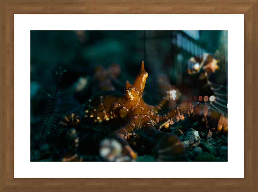 Philipines 355 Picture Frame print