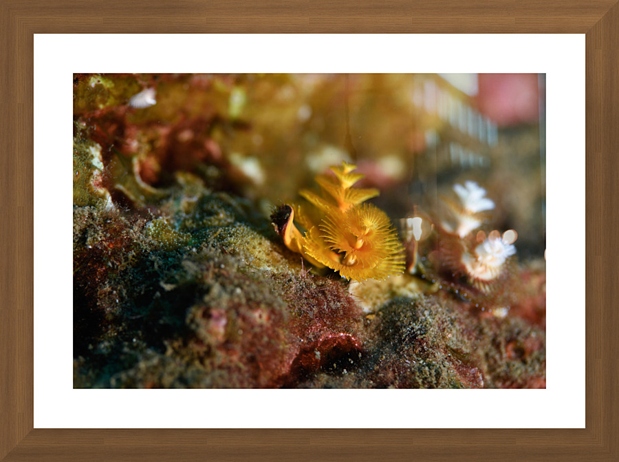 Philipines 339 Picture Frame print
