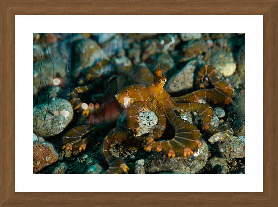 Philipines 353 Picture Frame print