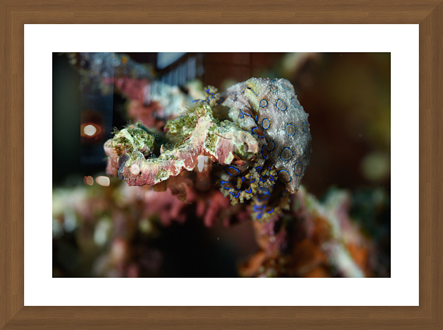 Philipines 383 Picture Frame print