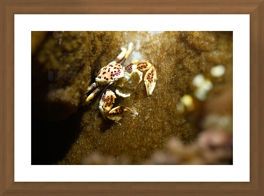 Philipines 388 Picture Frame print