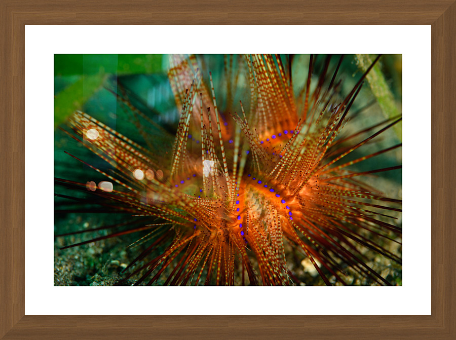 Philipines 372 Picture Frame print