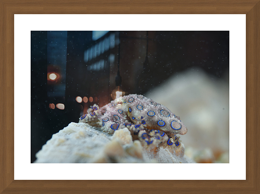 Philipines 381 Picture Frame print