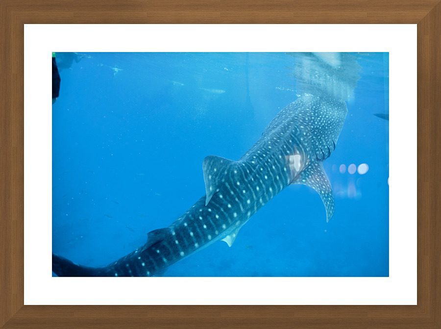 Philipines 421 Picture Frame print
