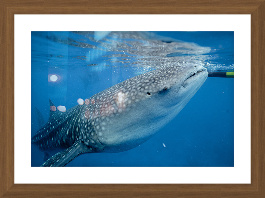 Philipines 422 Picture Frame print