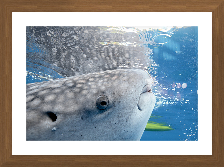 Philipines 424 Picture Frame print