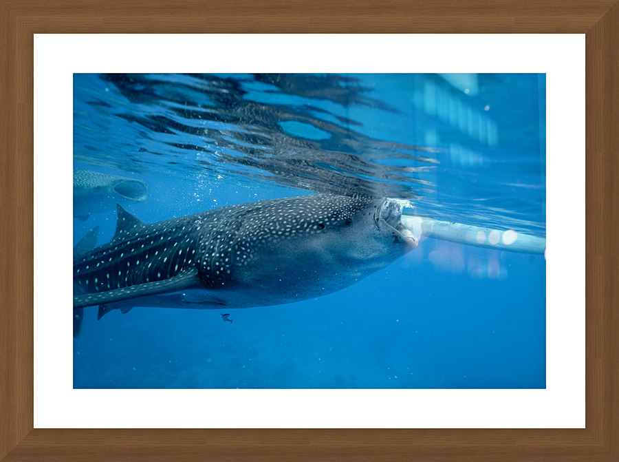 Philipines 429 Picture Frame print
