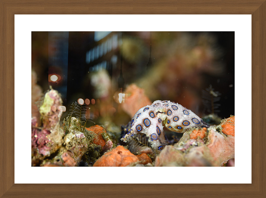 Philipines 384 Picture Frame print