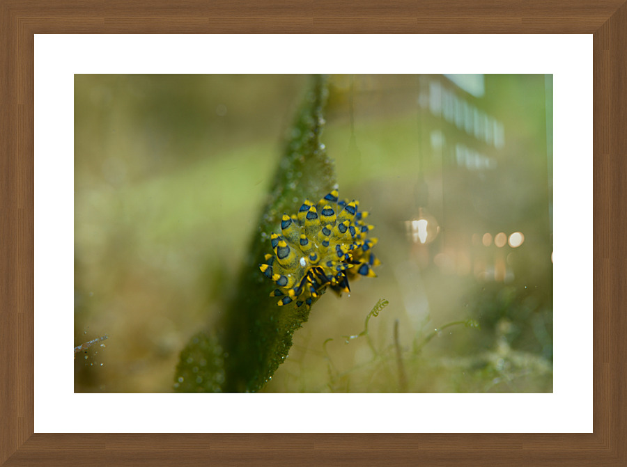 Philipines 362 Picture Frame print