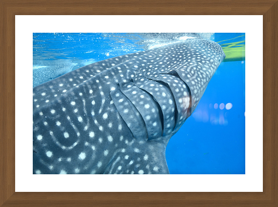 Philipines 414 Picture Frame print