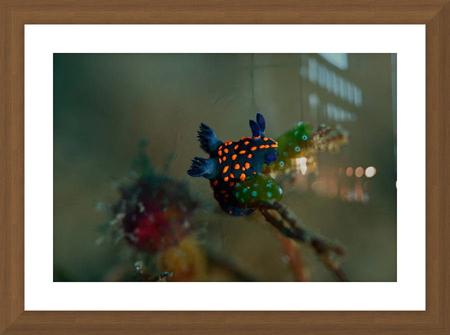 Philipines 367 Picture Frame print