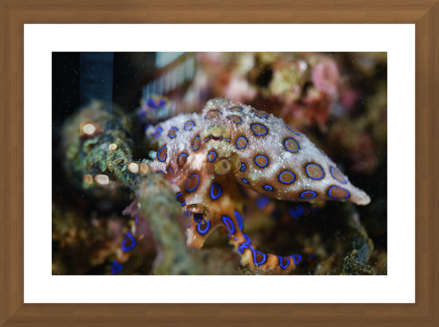 Philipines 376 Picture Frame print