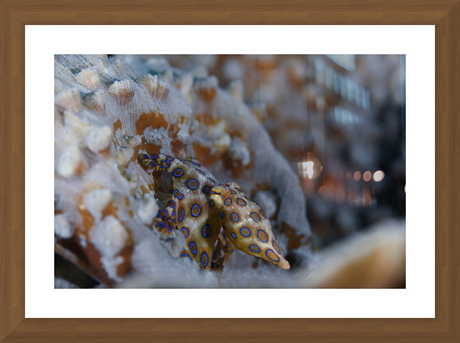 Philipines 379 Picture Frame print