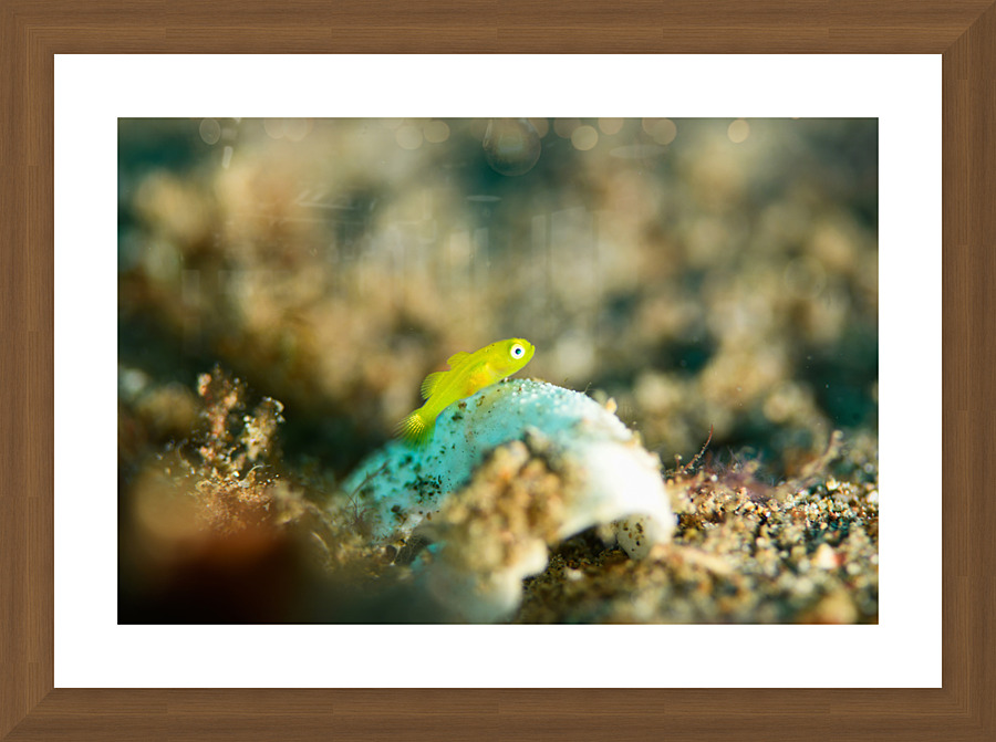 Philipines 365 Picture Frame print