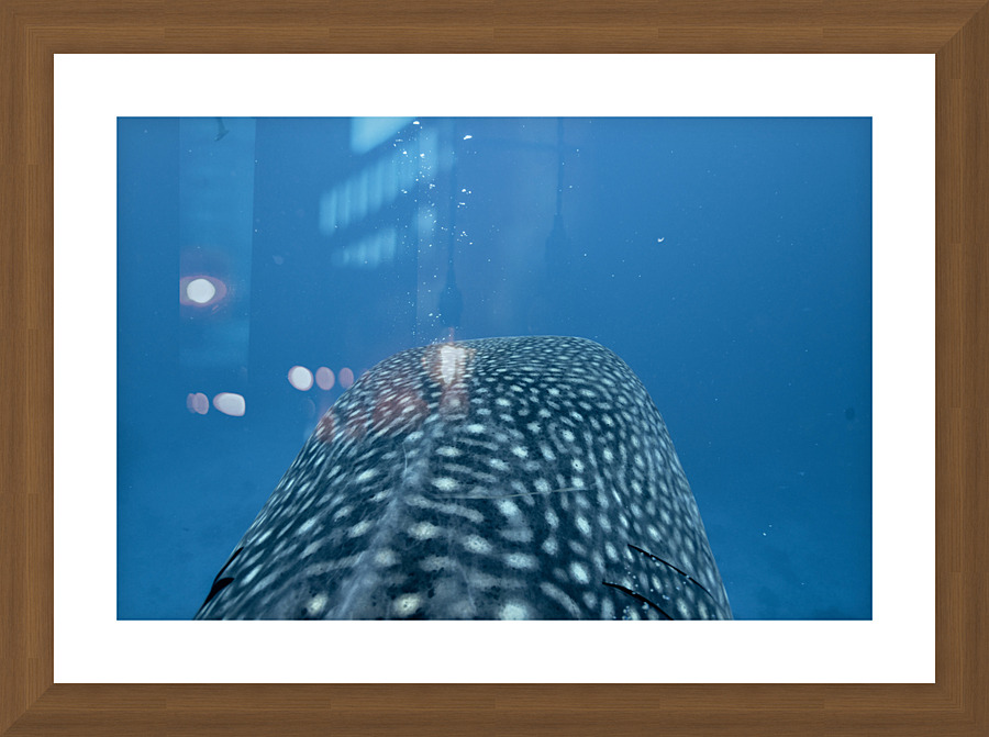 Philipines 428 Picture Frame print