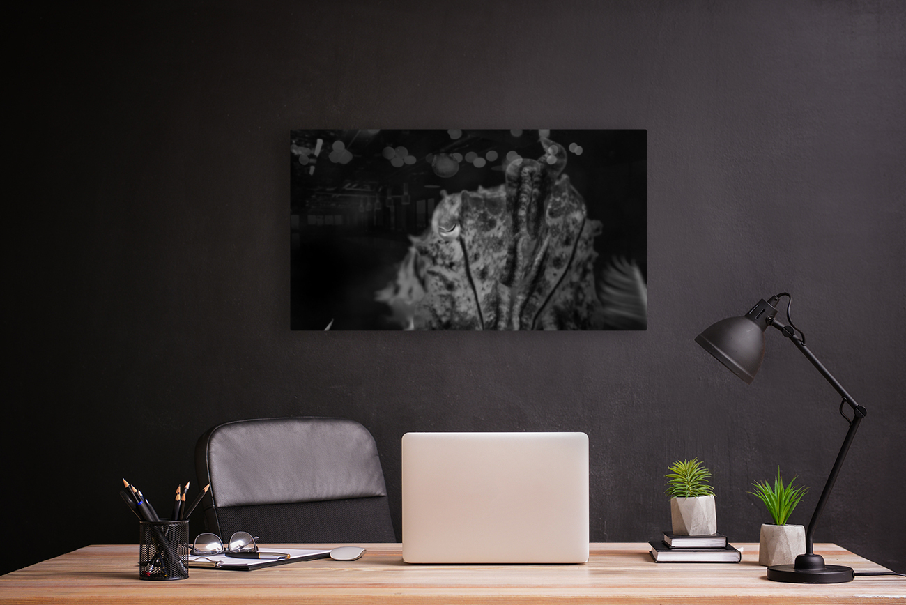 Cuttlefish B&W Reproduction