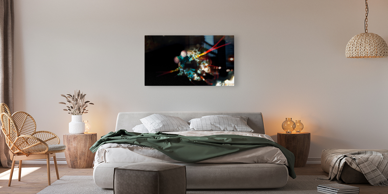 Mantis Shrimp 2 Reproduction