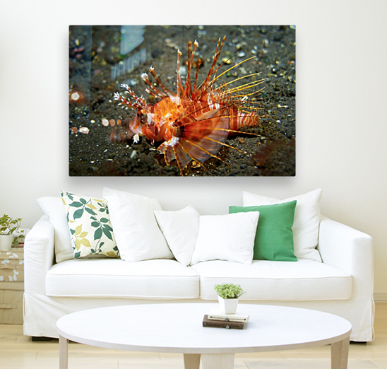 Lion Fish Reproduction