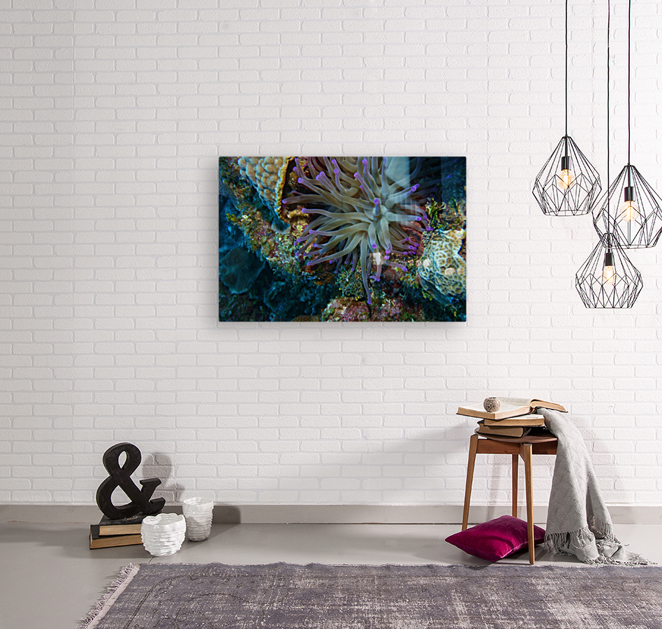 Anemone Reproduction