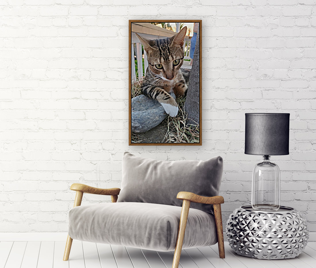 Roatan Cat Reproduction