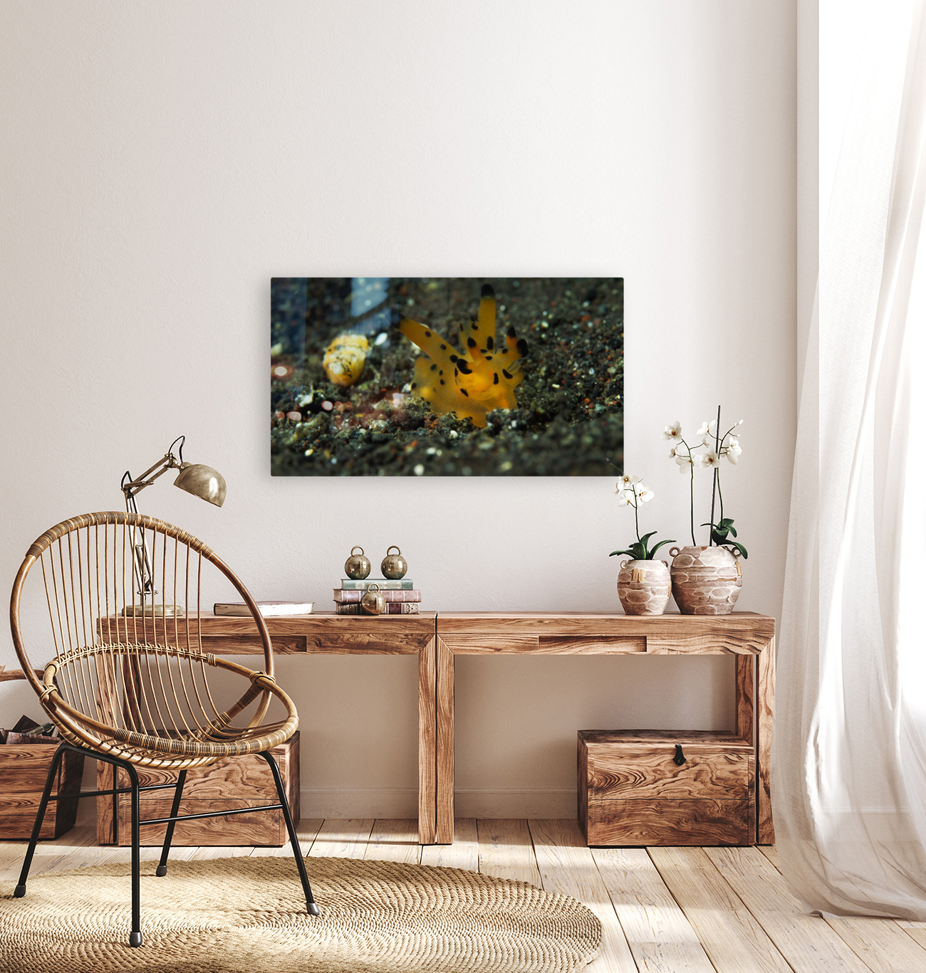 Pikachu nudibranch Reproduction