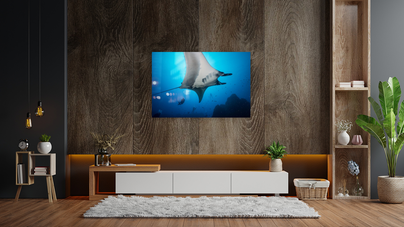 Manta bottom Reproduction