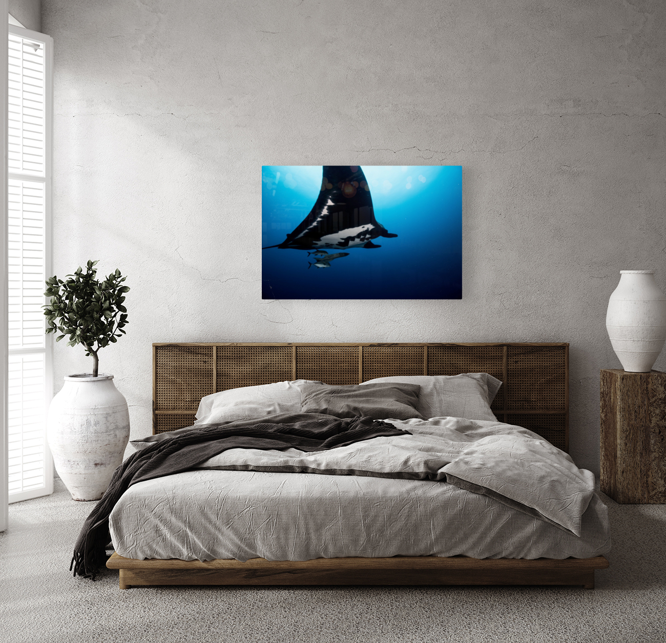 Manta Reproduction