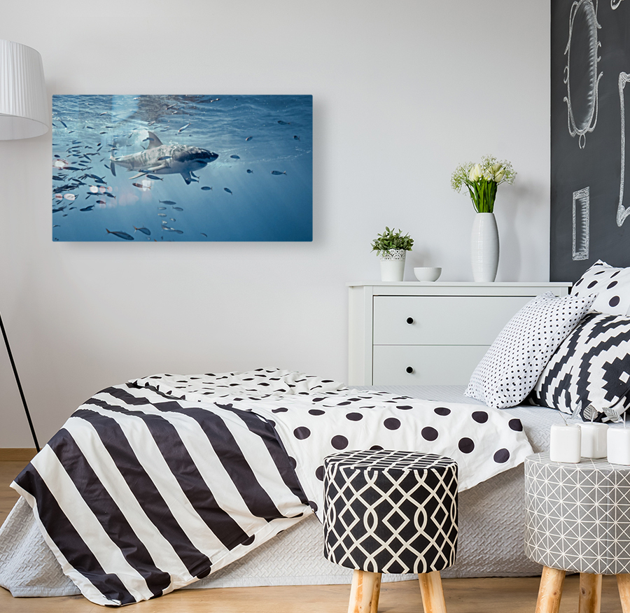 Great white Reproduction