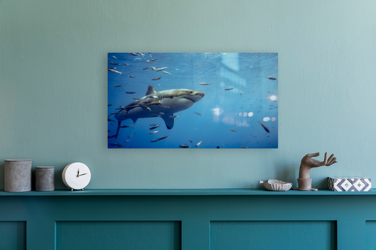 Great White Reproduction
