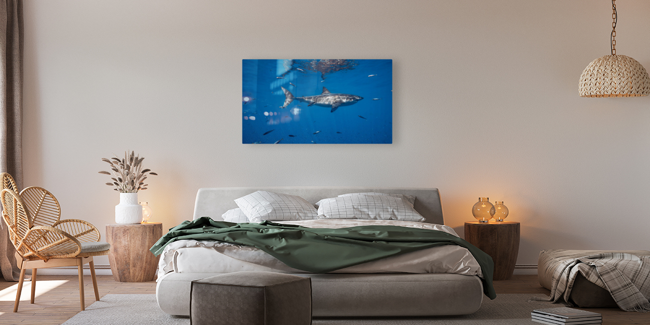 Great White Solo Reproduction