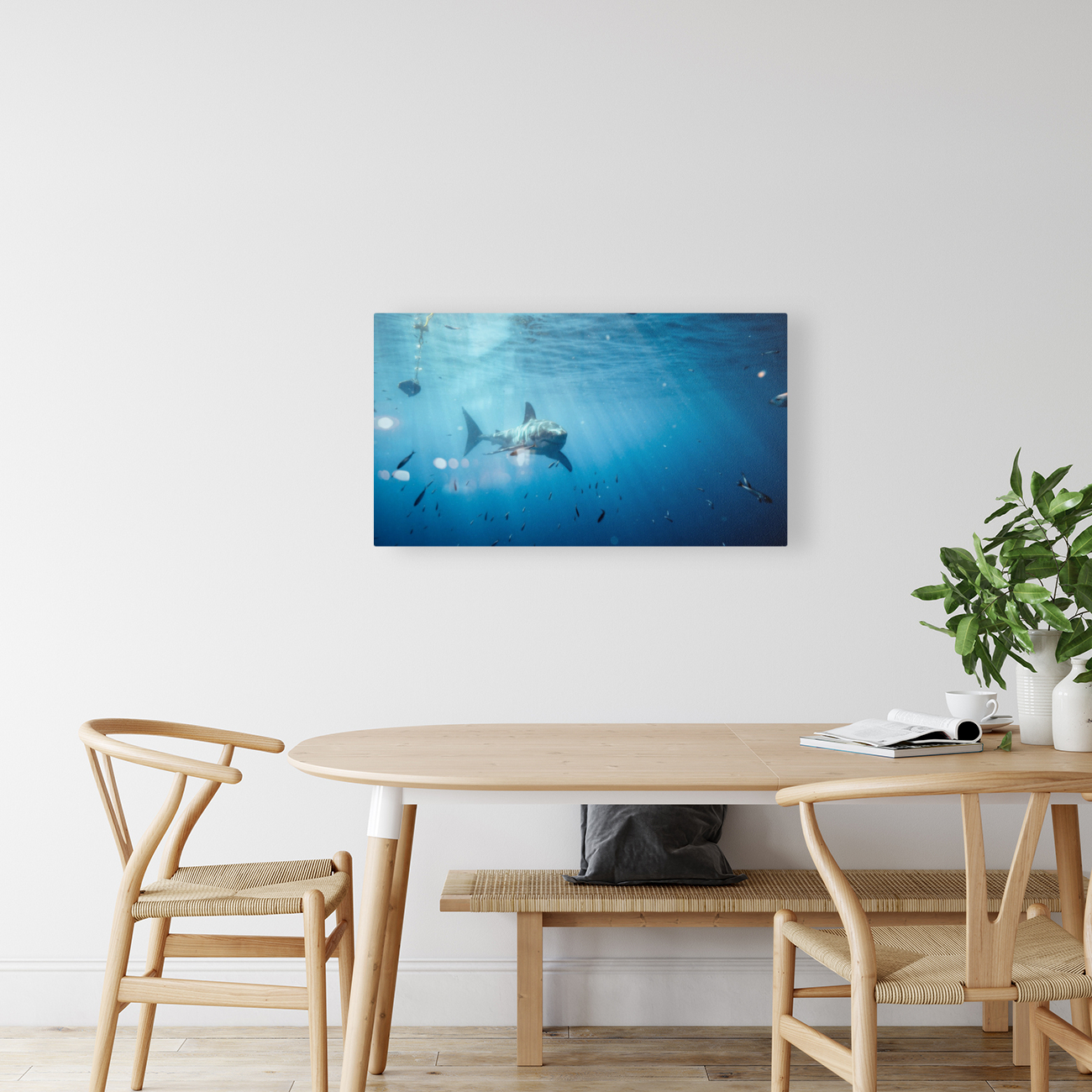 Great White far Reproduction