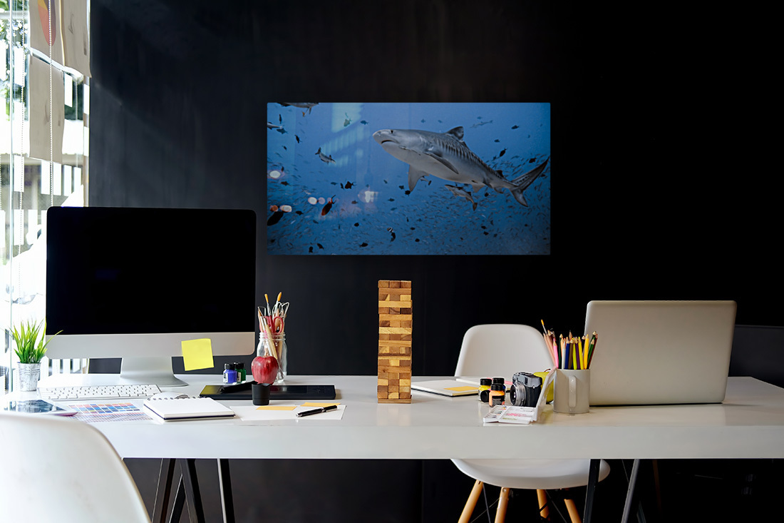 Tiger Shark Reproduction