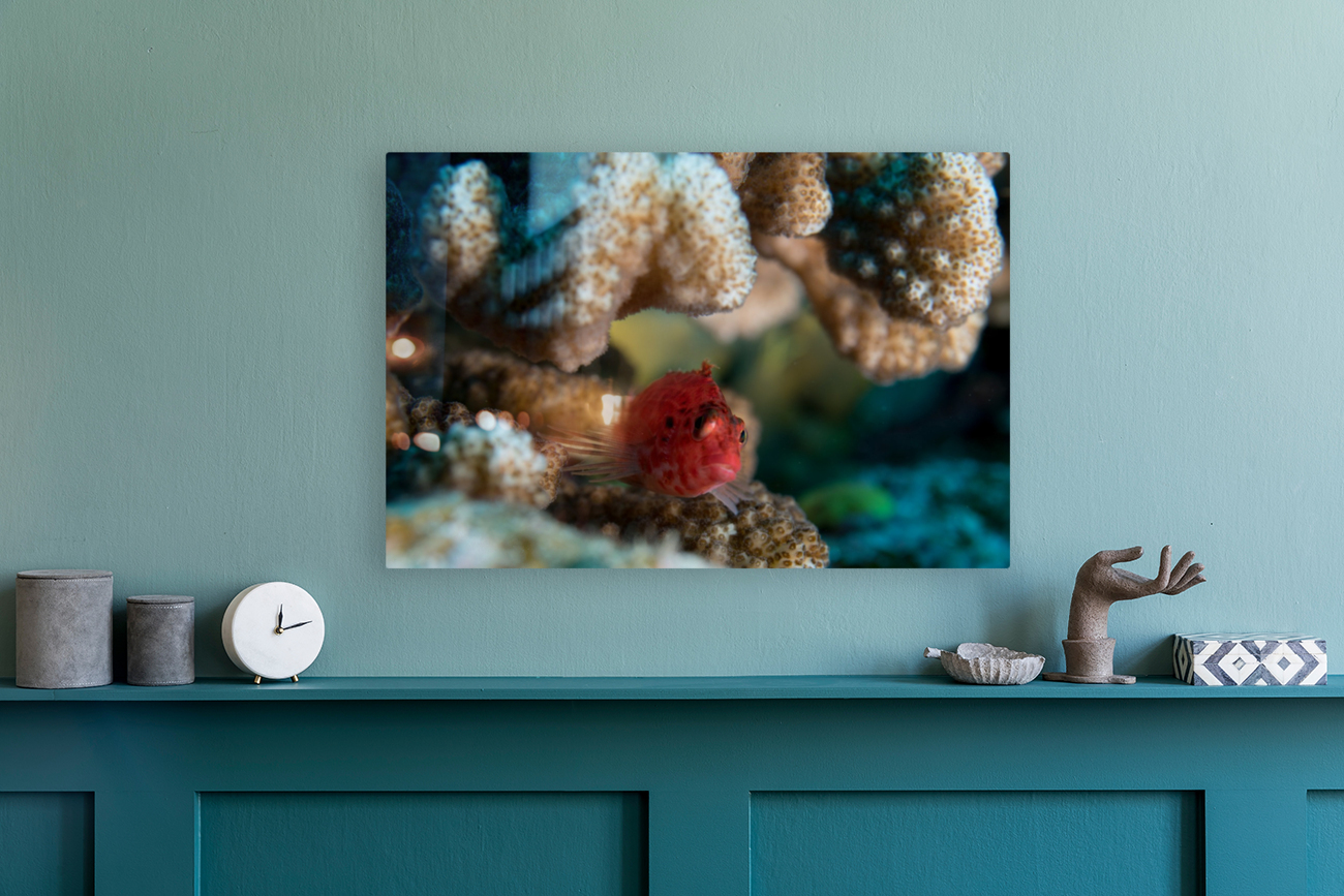 Small Fish Reproduction