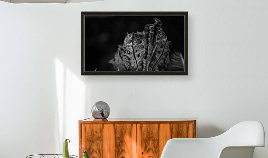 Cuttlefish B&W by Michael Brown