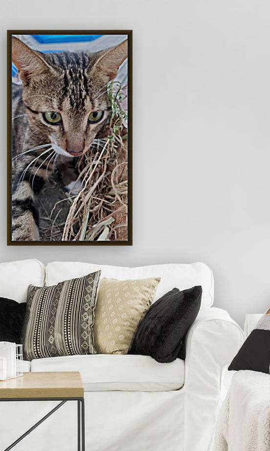 cat 2 by Michael Brown