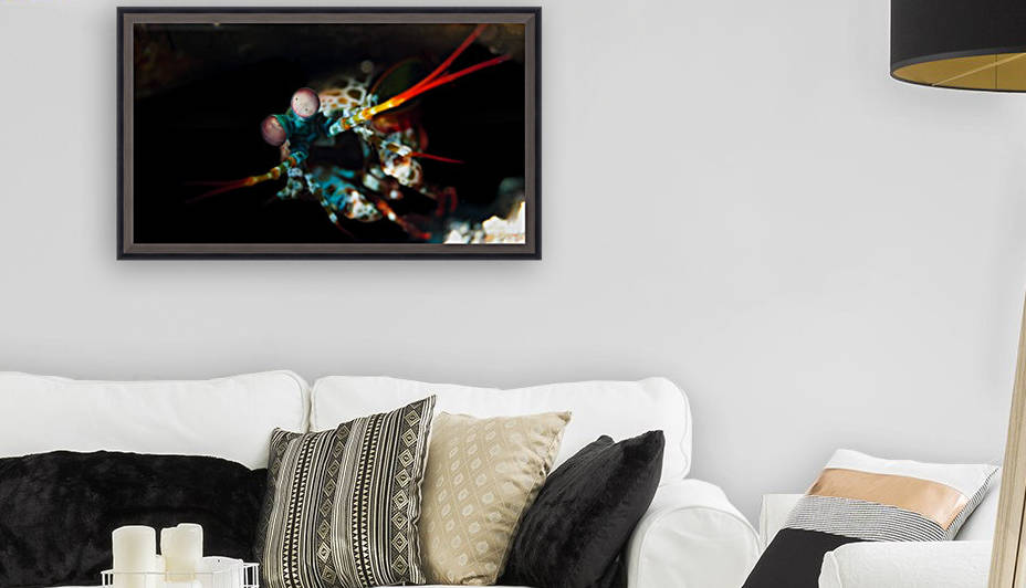Mantis Shrimp 2 by Michael Brown